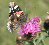 Red Admiral on common knapweed, Winskill Sept 09.